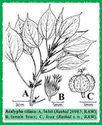Image result for Acalypha ciliata