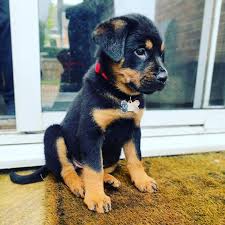 They have long hair and their tails have not. Cheap Rottweiler Puppies For Sale Near Me German Shepherd Puppies For Sale