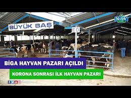 Hayvan Pazari Adana Ceyhan Youtube