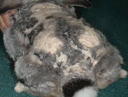 Image result for Dissotis glandulosa