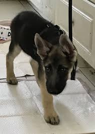 My grandpa is hip and joint certified! Staten Island Ny German Shepherd Dog Meet Rocky A Pet For Adoption