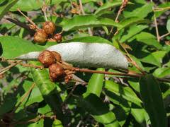 Image result for Croton dichogamus