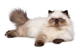 Perbedaan kucing ragdoll dan himalaya. Daftar Harga Kucing Himalaya Terbaru November 2020