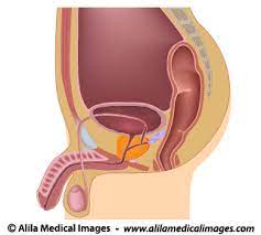 Select from 35655 printable crafts of cartoons, nature, animals, bible and many more. Male Reproductive System Gallery Medical Information Illustrated