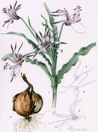 Image result for Ornithoglossum viride