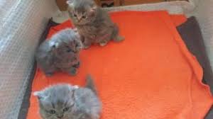 Kedi Corum Fiyatlari Ikinci El Sifir Kiralik Ilanlar