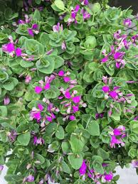 Image result for Polygala petitiana