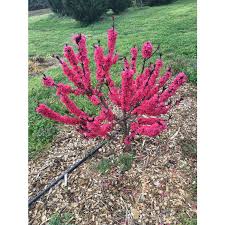Image result for Prunus persica