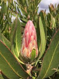 Protea Lancelot Flower Bud Protea Flower Protea Plant Protea Protea Flower