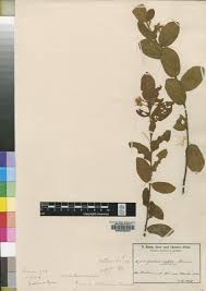 Image result for Grewia retinervis