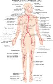 Anatomy Pictures Sygepleje Sundhed Og Traening Sundhed