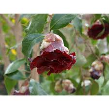 Check spelling or type a new query. Jc Raulston Arboretum Photographs Of Em Camellia Japonica Em Black Magic