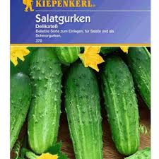 Einlegegurke Delikatess 1 Portion Gurke Mini Garten Schmorgurken