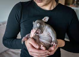Wombats are nocturnal and emerge to feed at night on grasses, roots, and bark. Baby Wombats Im Wohnzimmer So Geht Tierpflege Wahrend Corona National Geographic