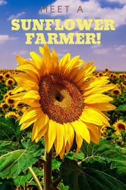 Lawrence Family Grows Sunflowers And Fun Sunflower Farmer Growing