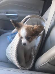 Bought a puppy from puppy boutique of brooklyn. Puppy Palace 20 Photos 39 Reviews Pet Stores 1250 Rt 130 S Robbinsville Nj Phone Number Yelp