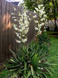 Maybe you would like to learn more about one of these? Yucca Filamentosa Adam S Needle Yucca Curlyleaf Yucca Spanish Bayonet Spoonleaf Yucca North Carolina Extension Gardener Plant Toolbox