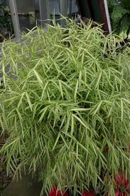 Image result for Pogonatherum