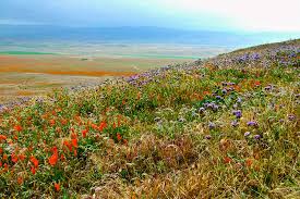 We did not find results for: Ca Poppies And Lacy Phacelia Antelope Valley Ca Poppy Reserve Lancaster California Photograph By Ruth Hager