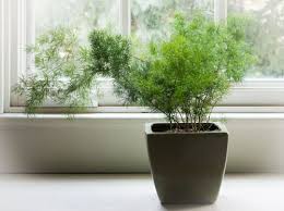 Image result for Asparagus macowanii