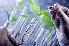 Mengenal Bioteknologi Populer Di Bidang Pertanian Bengkulutoday Terkini Dan Aktual