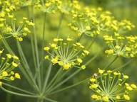 Fennel Flowers