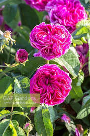 Check spelling or type a new query. Rosa Gallica Charle Stock Photo By Christa Brand Image 1313423