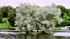 فائض الجنة شاحنة ثقيلة salix alba 'tristis' (white willow). Salix Alba Yogawiki