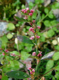 Image result for Polygonum aviculare