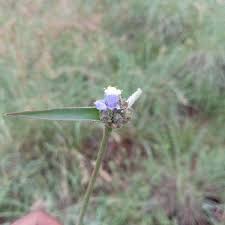 Image result for Cyanotis lanata