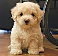 PuppyFind | Miniature Poodle Puppies for Sale