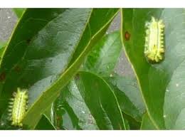 柿の葉に害虫が 駆除法 Okwave