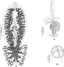Image result for Cyclocotyla
