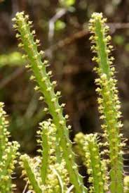 Image result for Euphorbia mossambicensis