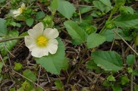 Image result for Sida javensis