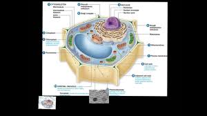 We did not find results for: Cell Organelles Lysosomes Youtube