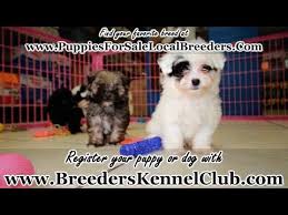 Questions about maltipoo puppies for sale? Maltipoo Puppies For Sale Georgia Local Breeders Near Atlanta Ga Youtube