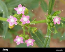 Image result for Gisekia