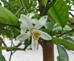 Image result for Citrus medica