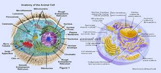 Organel Sel Sel Hewan Gambar Hewan