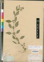 Image result for Dicliptera verticillata