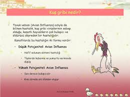 Ppt Kus Gribi Hakkinda Merak Ettikleriniz Powerpoint Presentation Free Download Id 4990524