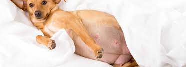 What Are The Early Signs And Symptoms Of Dog Pregnancy