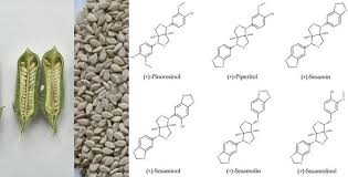 Image result for Holubia saccata