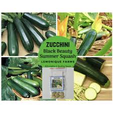 Some rot but most are just gone. Black Beauty Zucchini Seeds Black Beauty Summer Squash Seeds Courgettes Seeds Heirloom Seeds Shopee Philippines