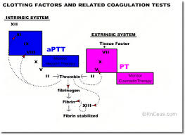 The severity of the disorder and the associated signs and symptoms can vary significantly from person to person. The Blood Coagulation Process Nurse Ce