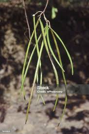 Image result for Holarrhena