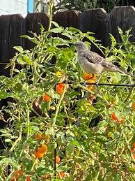 They surely loved the watermelon. Mockingbirds In The Tomato Bed Under The Solano Sun Anr Blogs