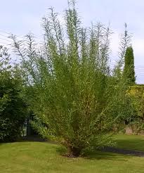 I am trying a lot of different ones with the potential of fast growth, while having desirable traits for use in the landscape. How To Grow Willow From Cuttings Dengarden