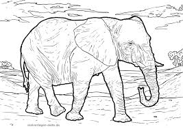 Malvorlage Elefant Tiere Kostenlose Ausmalbilder